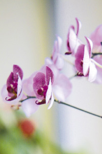 orchid_det