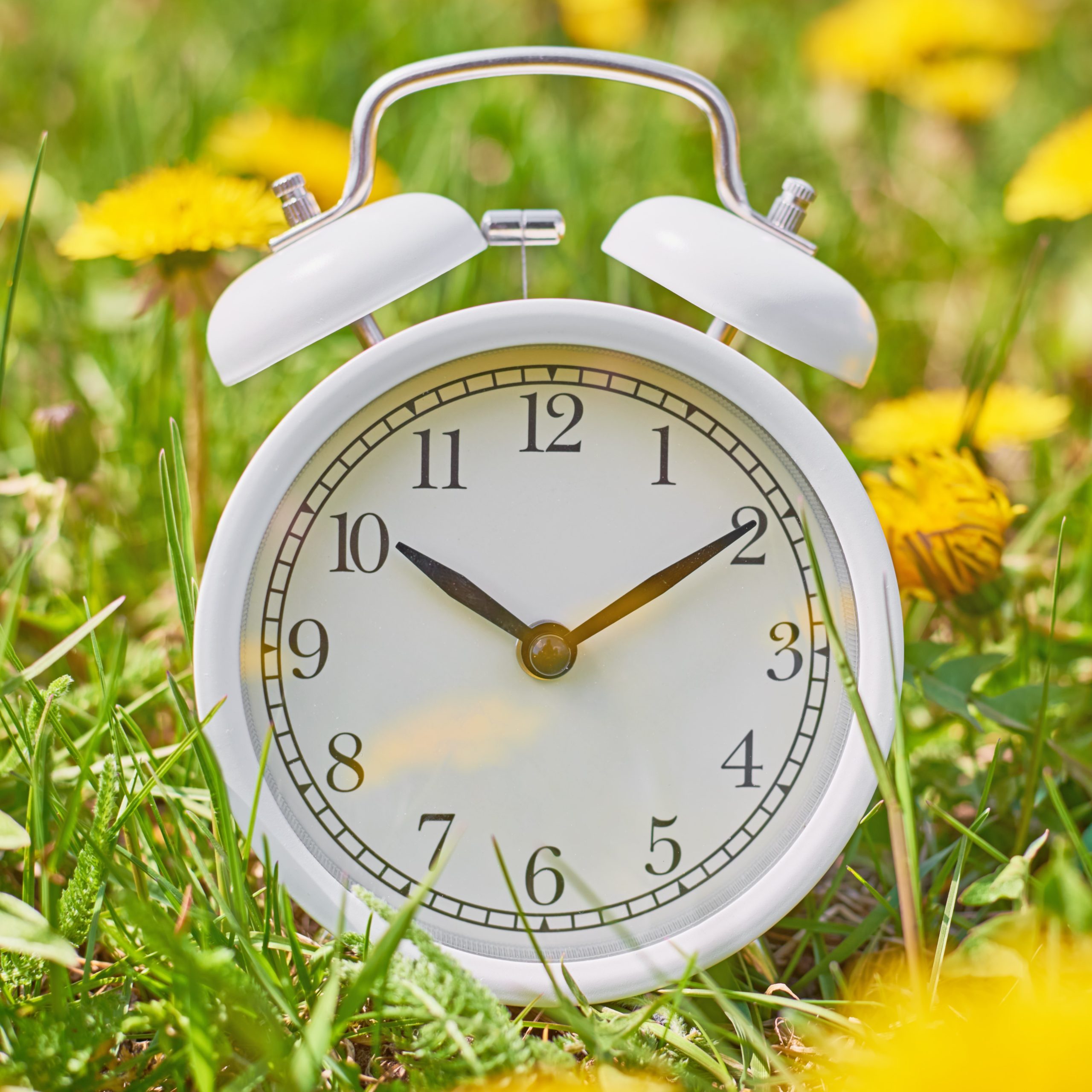 White vintage alarm clock in the grass with dandelion flowers. Deadline and change time concept
